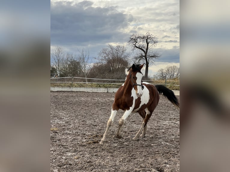 Württemberger Étalon 2 Ans 170 cm Pinto in B&#xFC;hlerzell