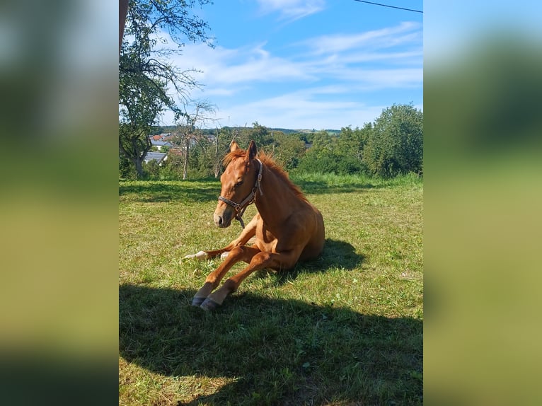 Württemberger Étalon Poulain (05/2025) 165 cm Alezan in Ebersbach an der Fils
