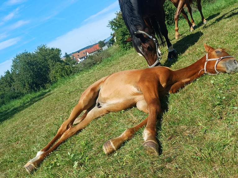 Württemberger Étalon Poulain (05/2025) 165 cm Alezan in Ebersbach an der Fils