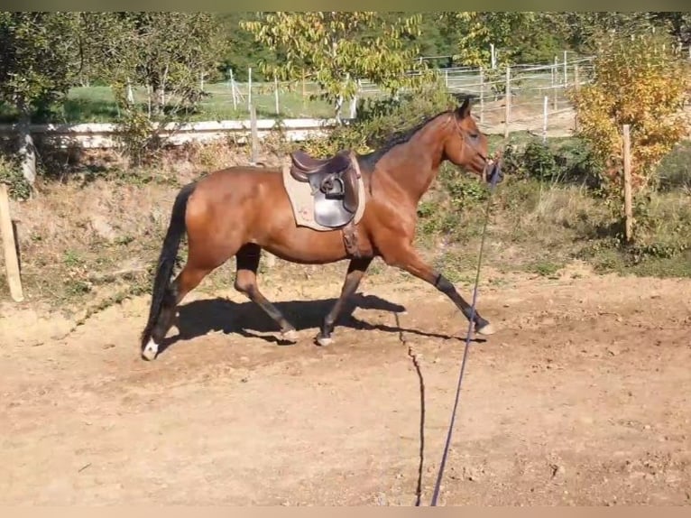 Württemberger Giumenta 10 Anni 176 cm Baio in Emmendingen
