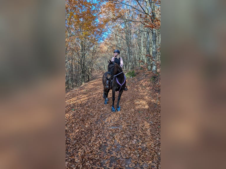 Württemberger Mix Giumenta 12 Anni 155 cm Baio in Wald-Michelbach