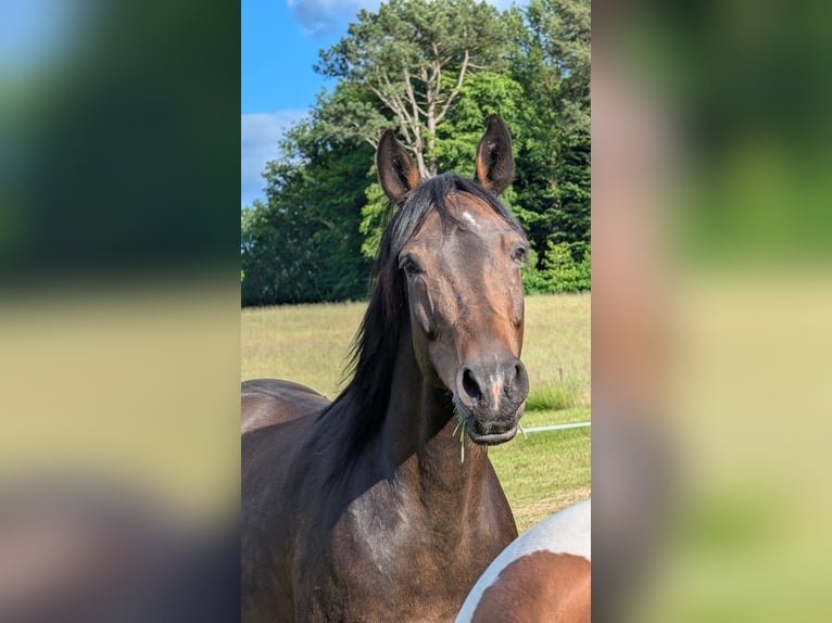 Württemberger Mix Giumenta 12 Anni 155 cm Baio in Wald-Michelbach