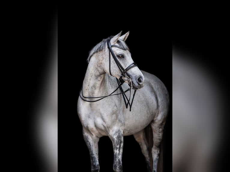 Württemberger Giumenta 12 Anni 170 cm Grigio in Bad Herrenalb