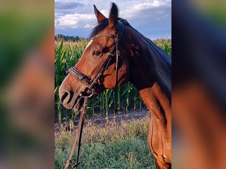 Württemberger Giumenta 13 Anni 160 cm Baio in Sugenheim