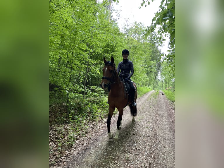 Württemberger Giumenta 13 Anni 163 cm Baio in Steißlingen