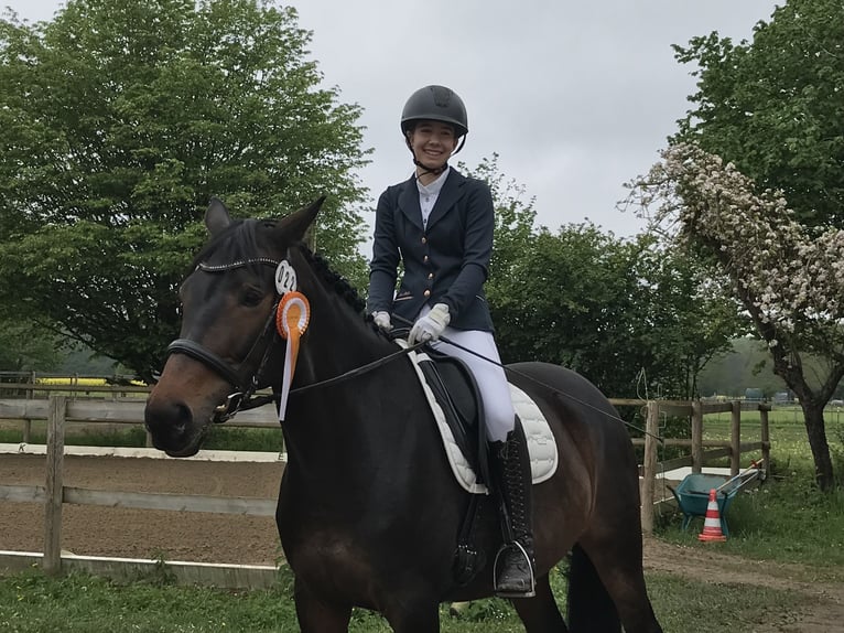 Württemberger Giumenta 13 Anni 169 cm Baio nero in München