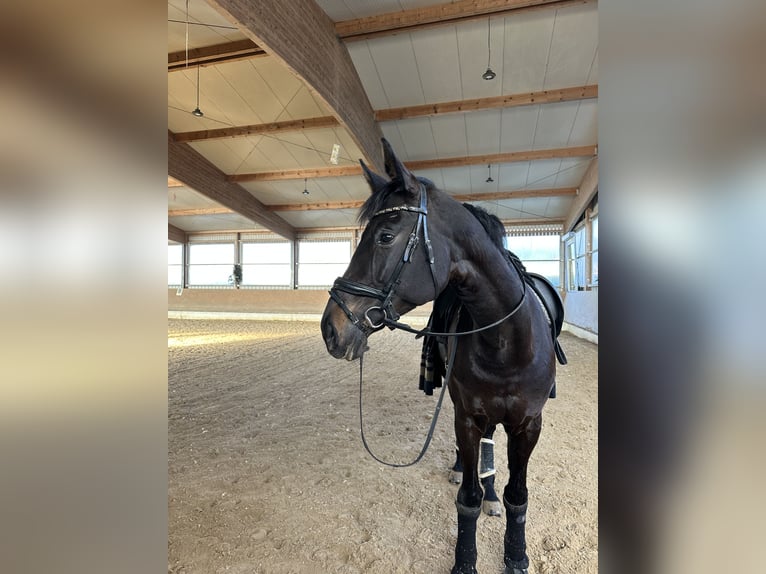Württemberger Giumenta 13 Anni 178 cm Baio nero in Besigheim