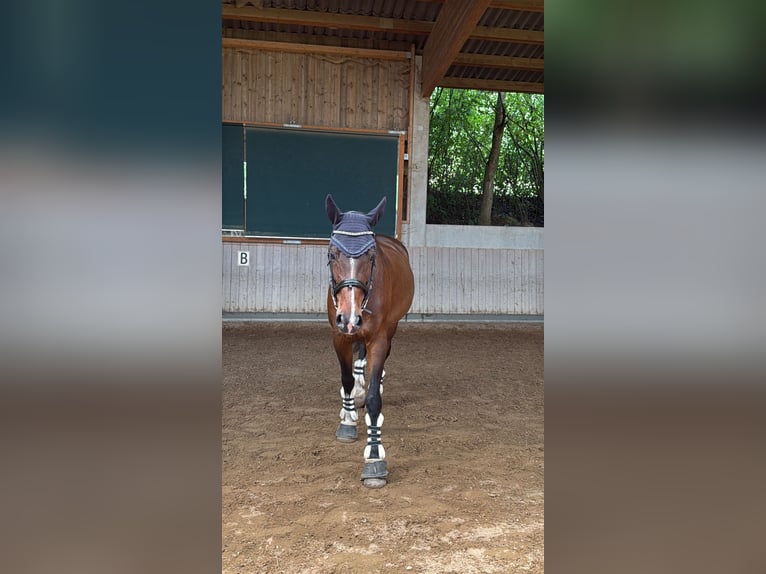 Württemberger Giumenta 14 Anni 167 cm Baio in Filderstadt