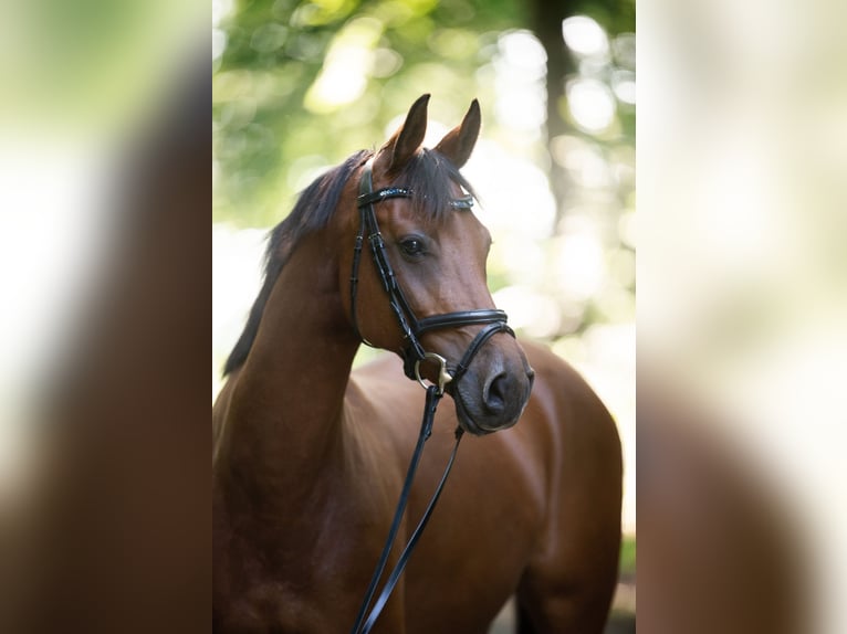 Württemberger Giumenta 15 Anni 160 cm Baio in Leonberg