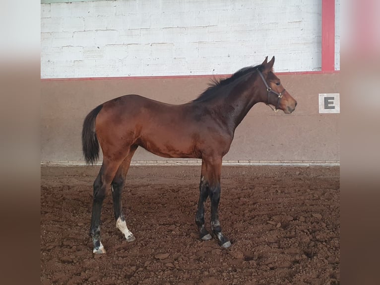 Württemberger Giumenta 15 Anni 162 cm Baio in Hessisch Lichtenau