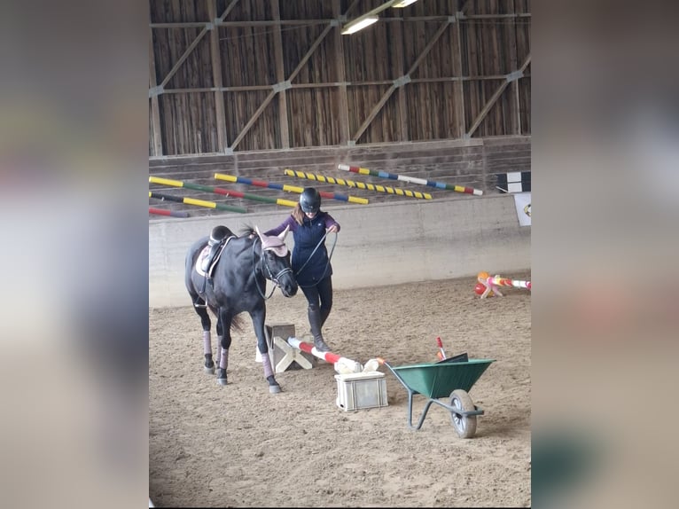 Württemberger Mix Giumenta 15 Anni 162 cm Baio nero in Siblingen