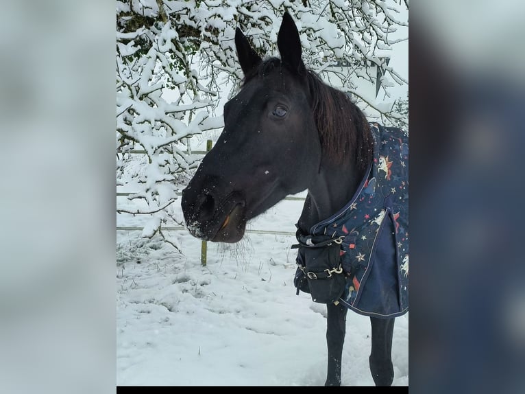 Württemberger Mix Giumenta 15 Anni 162 cm Baio nero in Siblingen