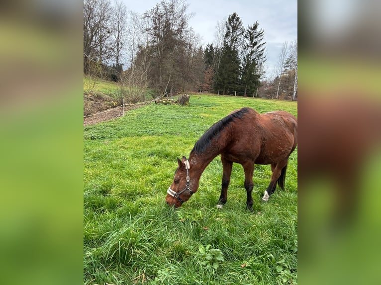 Württemberger Giumenta 15 Anni 165 cm Baio in Berg