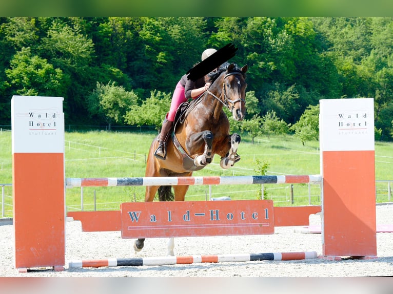 Württemberger Giumenta 15 Anni 165 cm Baio scuro in Winnenden