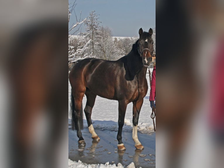 Württemberger Giumenta 15 Anni 165 cm Baio scuro in Winnenden