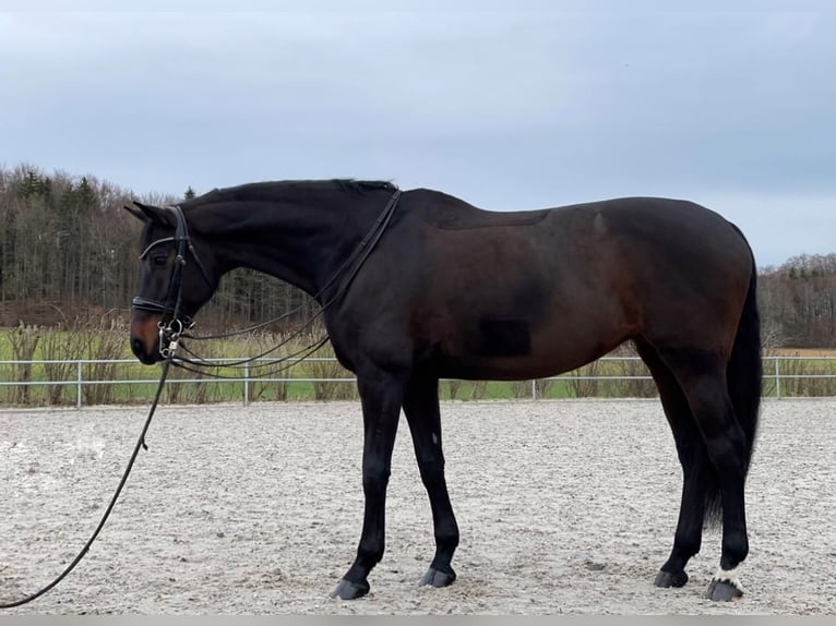 Württemberger Giumenta 15 Anni 168 cm Baio nero in Bad Schussenried