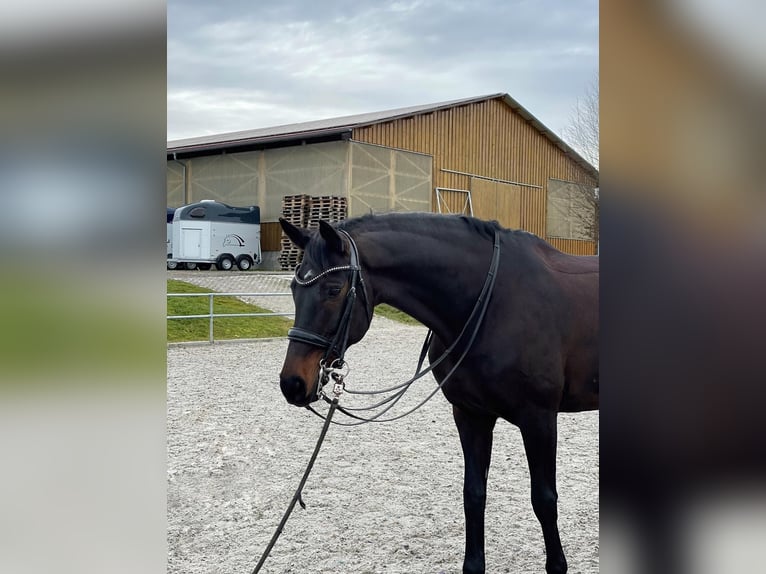 Württemberger Giumenta 15 Anni 168 cm Baio nero in Bad Schussenried