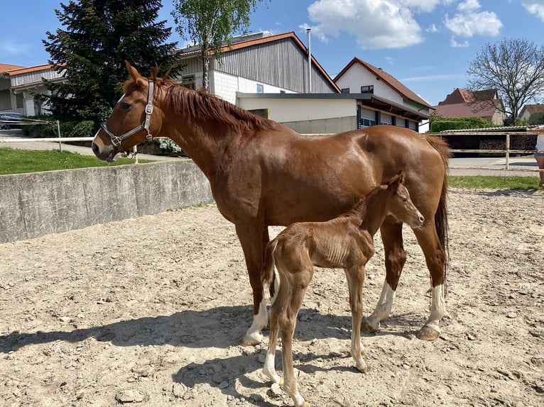 Württemberger Giumenta 15 Anni 173 cm Sauro in G&#xF6;ggingen