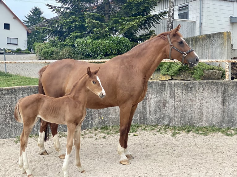 Württemberger Giumenta 15 Anni 173 cm Sauro in G&#xF6;ggingen