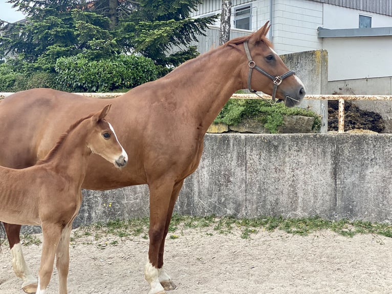 Württemberger Giumenta 15 Anni 173 cm Sauro in G&#xF6;ggingen