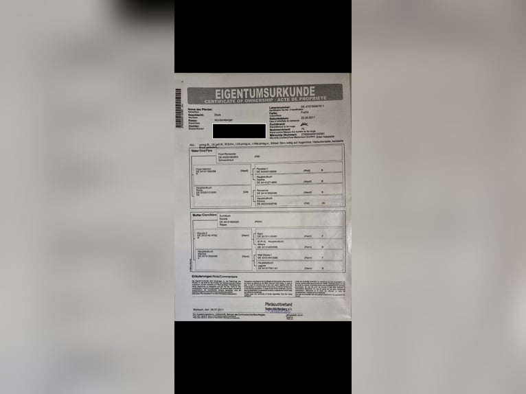 Württemberger Giumenta 15 Anni 174 cm Sauro in Aulendorf