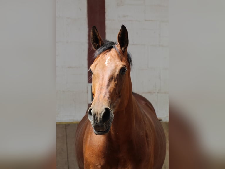 Württemberger Giumenta 16 Anni 167 cm Baio in Bad Hersfeld
