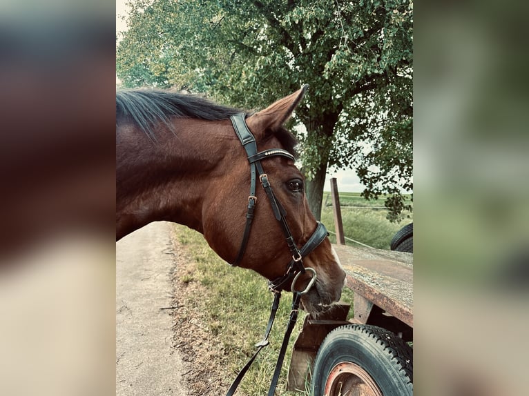 Württemberger Giumenta 16 Anni 167 cm Baio in Altmittweida
