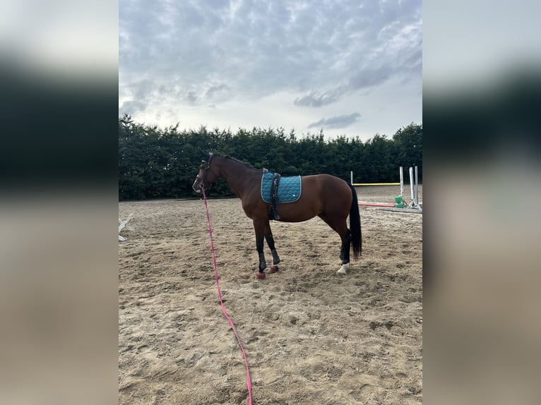 Württemberger Giumenta 16 Anni 167 cm Baio in Altmittweida