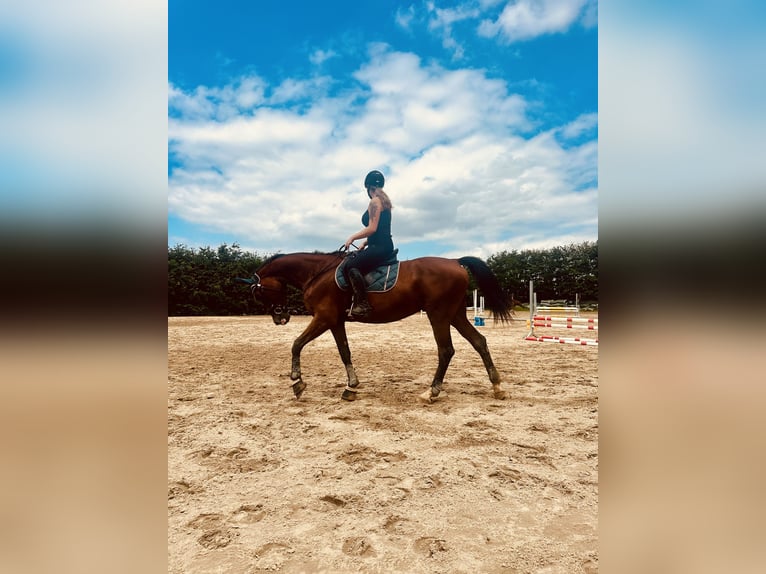 Württemberger Giumenta 16 Anni 167 cm Baio in Altmittweida