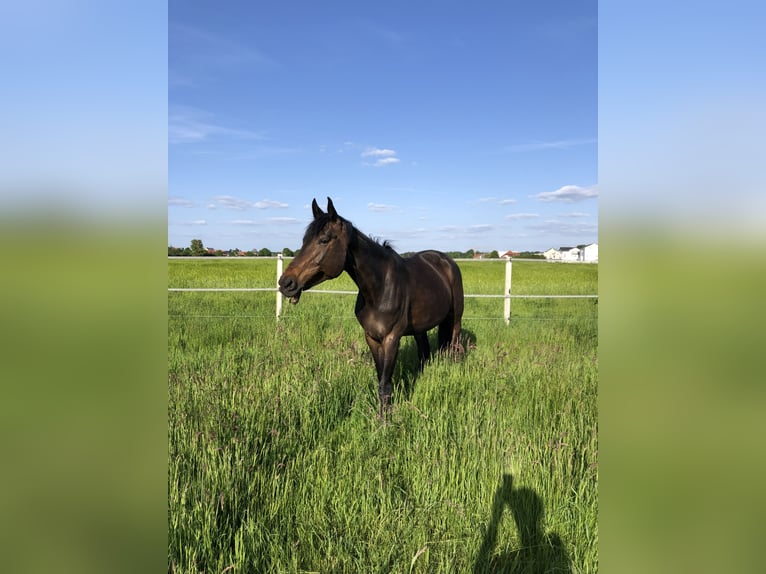 Württemberger Giumenta 16 Anni 168 cm Baio scuro in Erzhausen