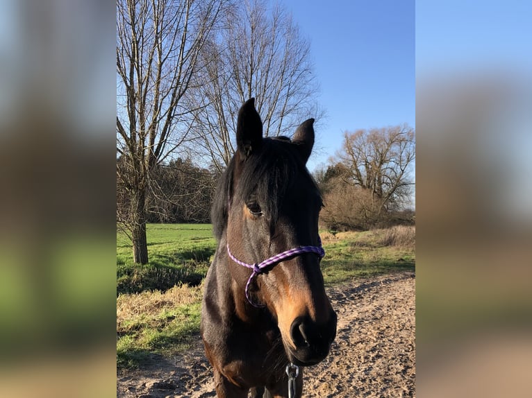 Württemberger Giumenta 16 Anni 168 cm Baio scuro in Erzhausen
