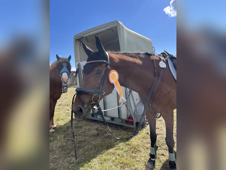 Württemberger Giumenta 17 Anni 163 cm Baio in Dörzbach