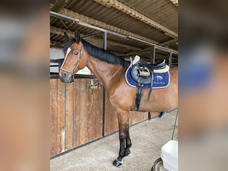 Württemberger Giumenta 17 Anni 165 cm Baio in Friesenheim