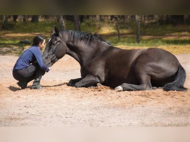 Württemberger Giumenta 17 Anni 168 cm Morello in Aschaffenburg