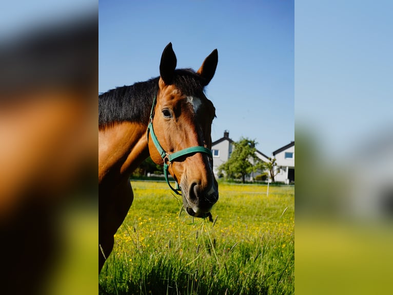 Württemberger Giumenta 18 Anni 168 cm Baio in Oberursel