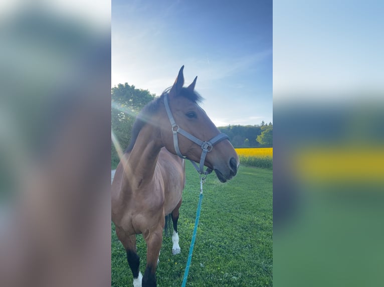 Württemberger Giumenta 18 Anni 168 cm Baio in Oberursel