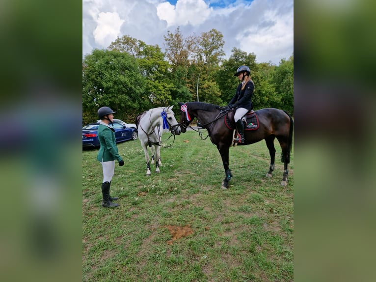 Württemberger Giumenta 18 Anni 168 cm Baio scuro in Freden (Leine)