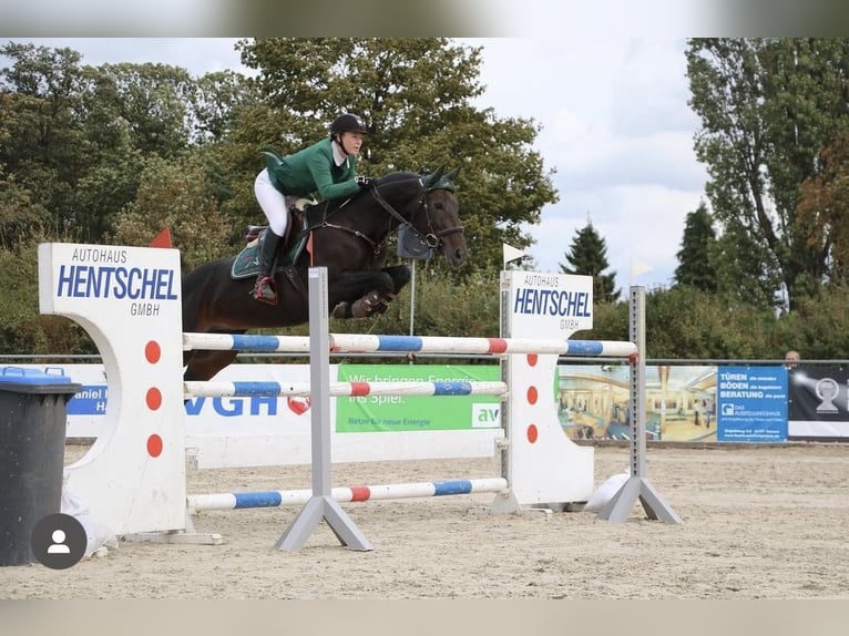 Württemberger Giumenta 18 Anni 168 cm Baio scuro in Freden (Leine)