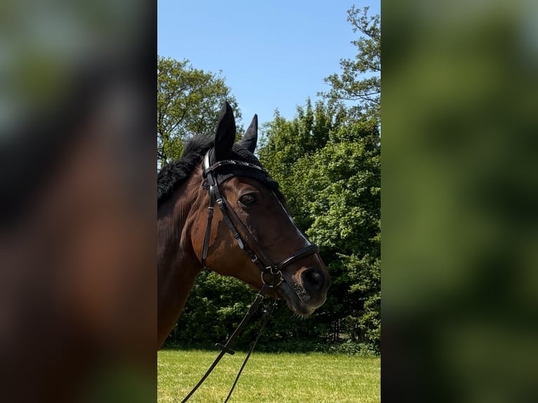 Württemberger Giumenta 18 Anni 169 cm Baio scuro in Schwieberdingen