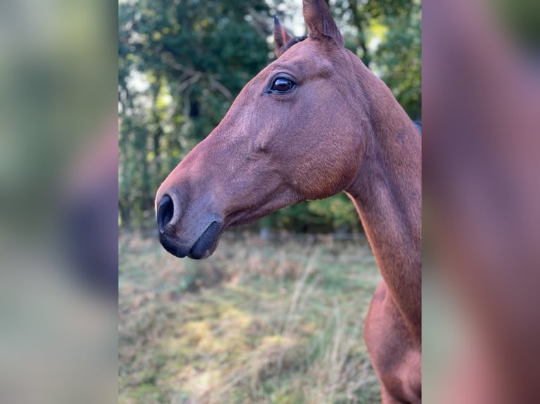 Württemberger Giumenta 19 Anni 167 cm Baio in Wettenberg
