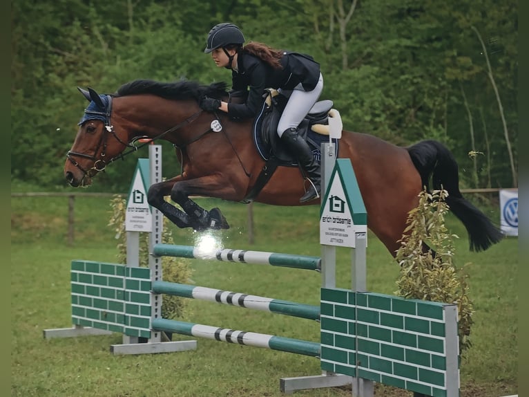 Württemberger Giumenta 21 Anni 165 cm Baio in Wildberg