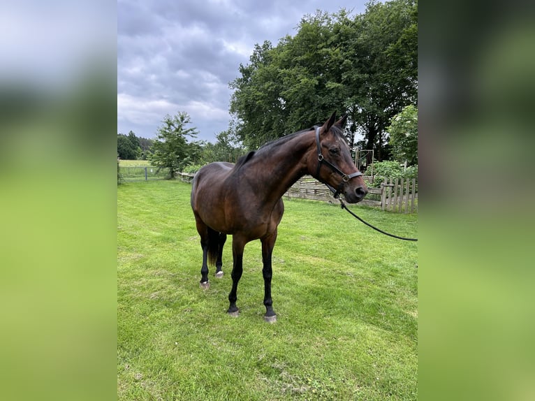 Württemberger Giumenta 21 Anni 170 cm Baio in Petershagen