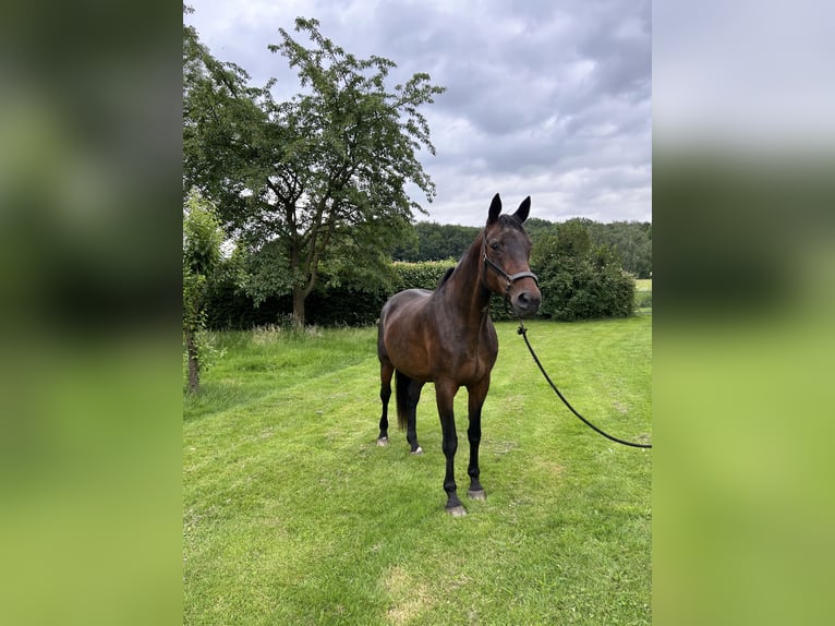 Württemberger Giumenta 21 Anni 170 cm Baio in Petershagen