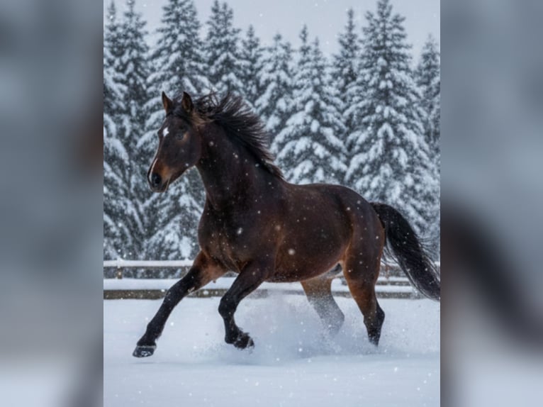 Württemberger Giumenta 3 Anni 160 cm Baio scuro in Griesstätt