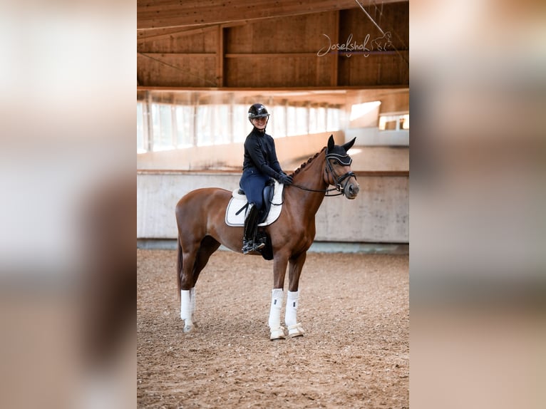 Württemberger Giumenta 4 Anni 167 cm Sauro in Grundsheim