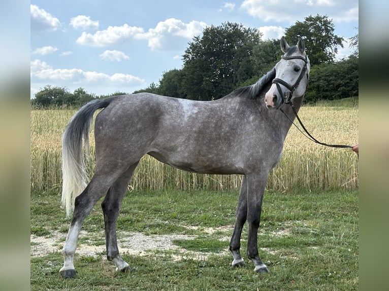 Württemberger Giumenta 5 Anni 166 cm Grigio in Ehingen an der Donau