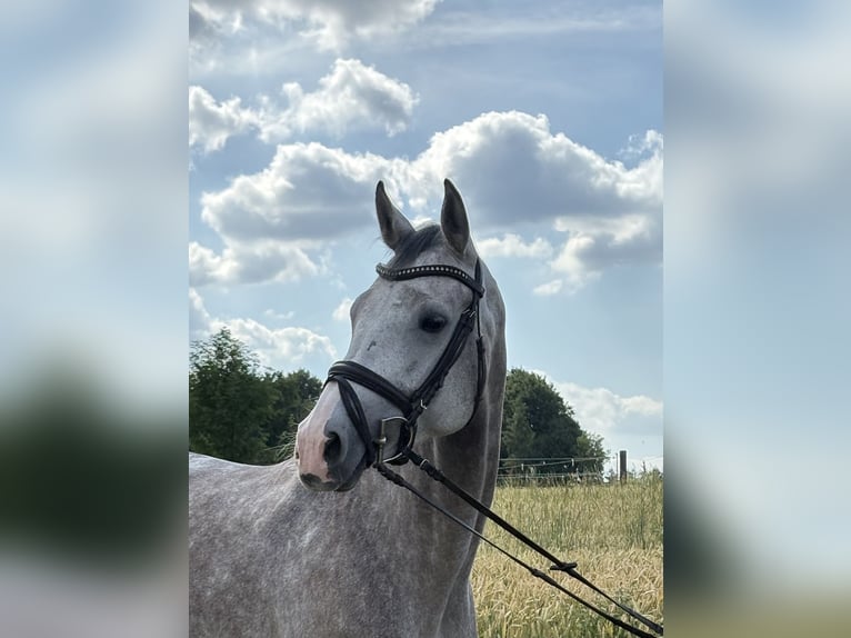 Württemberger Giumenta 5 Anni 166 cm Grigio in Ehingen an der Donau