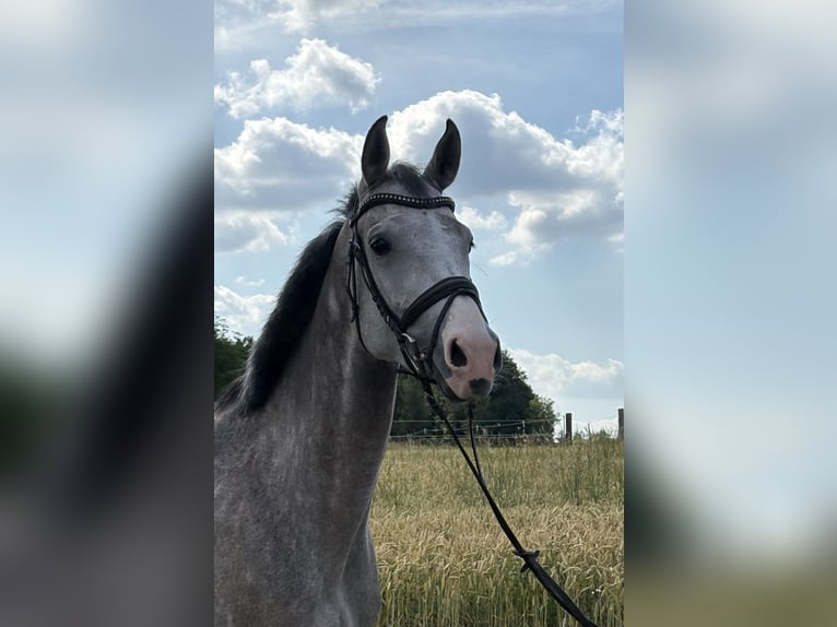 Württemberger Giumenta 5 Anni 166 cm Grigio in Ehingen an der Donau