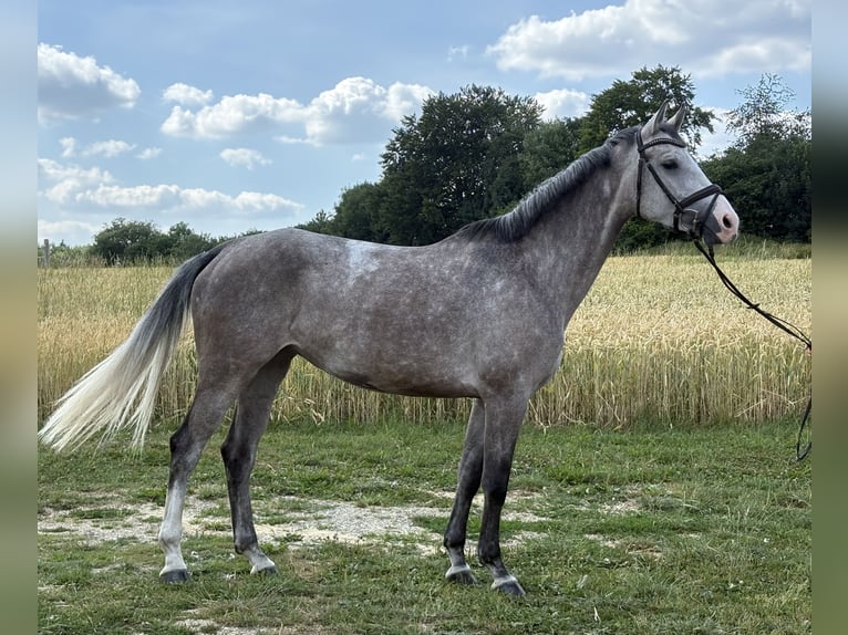Württemberger Giumenta 5 Anni 166 cm Grigio in Ehingen an der Donau