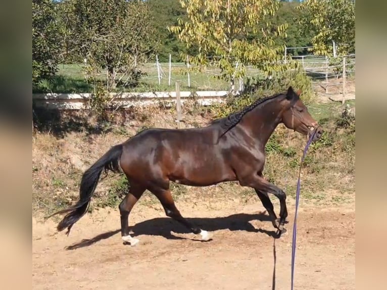Württemberger Giumenta 5 Anni 167 cm Baio in Emmendingen